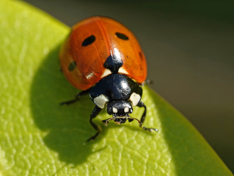 Biedronka na zielonym liściu