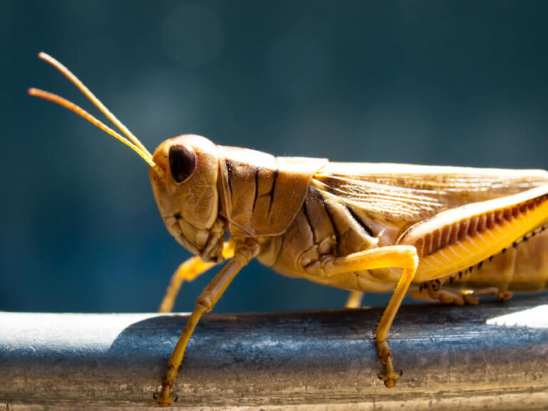 Duży pasikonik z bliska
