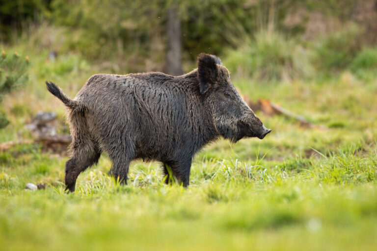 Dzik w polnej okolicy