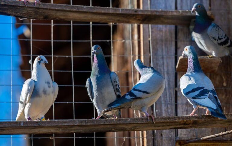Gołąbki hodowla