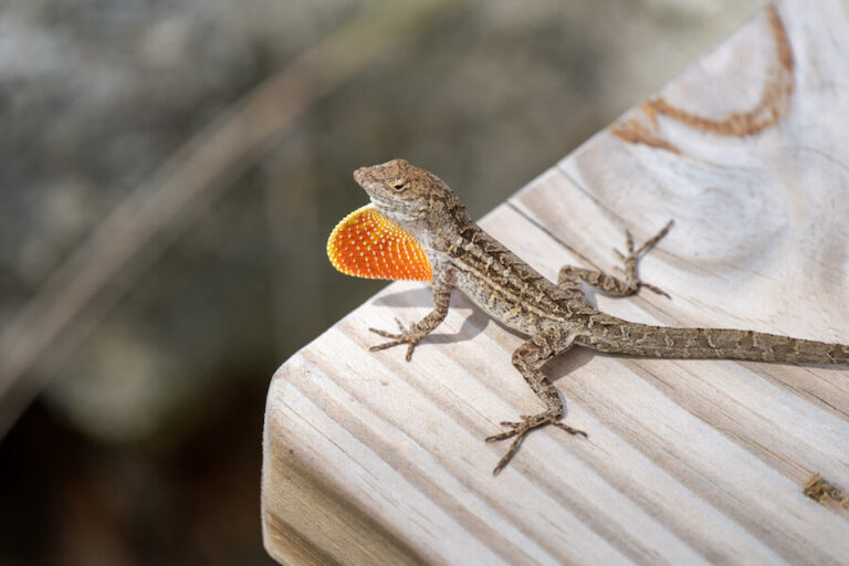 Jaszczurka szukająca jedzenia