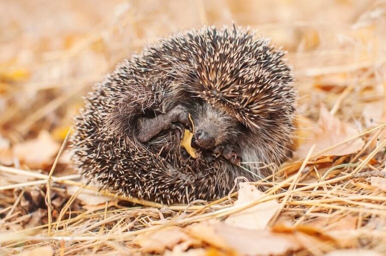 Jeżyk zawinięty do snu jesienią