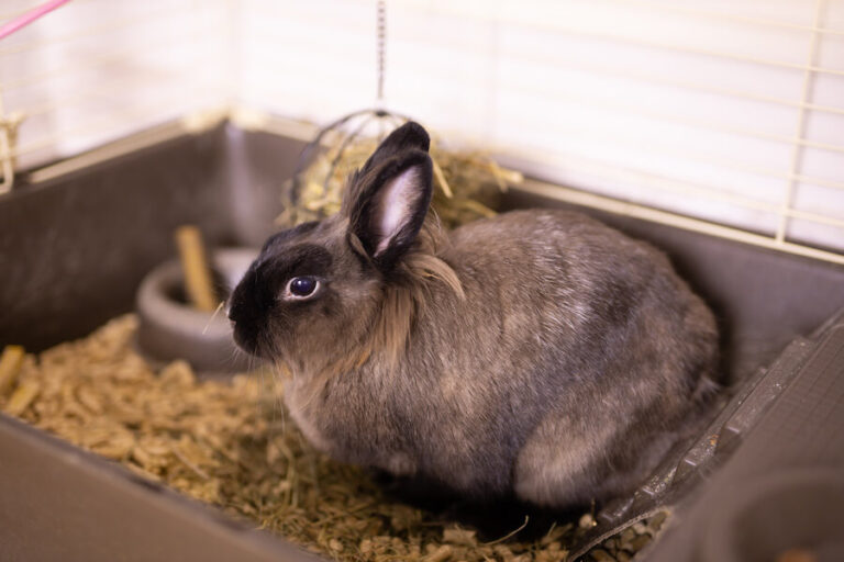 Królik w klatce
