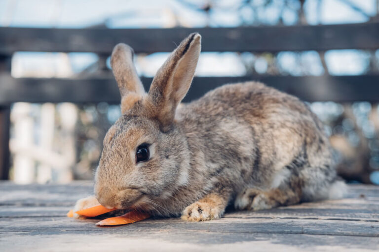 Królik zajadający marchewkę