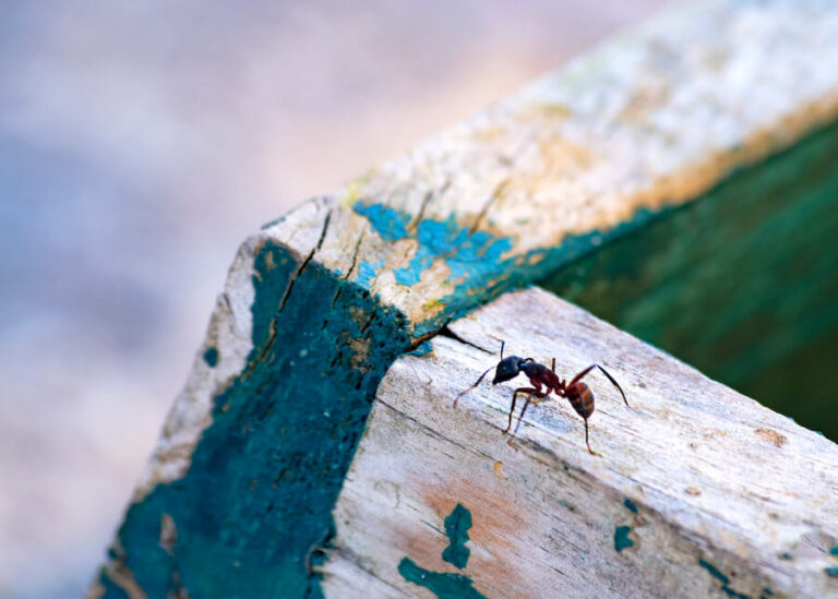 Mrówka na drewnie