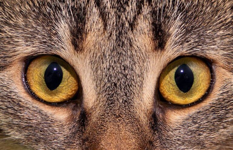 Oczy kota