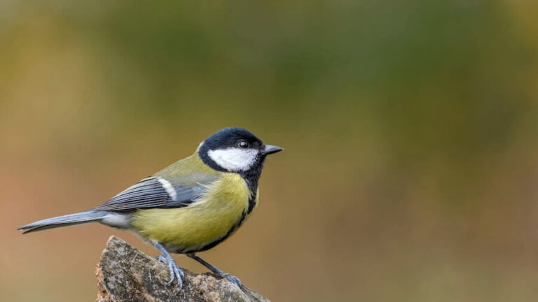 Sikorka z bliska na kamieniu