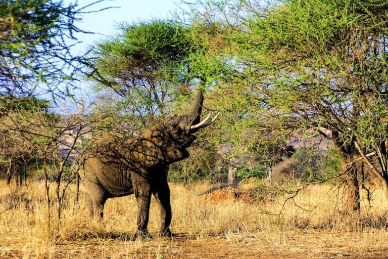 słoń jedzący liście z drzew