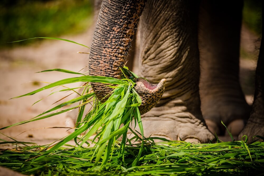 Słoń jedzący trawę