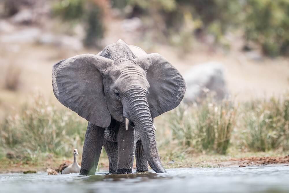 Słoń pijący wodę