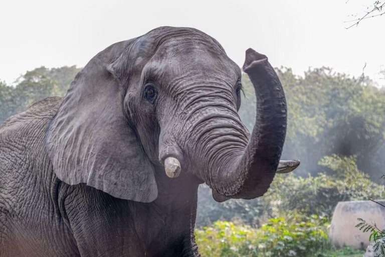 Słoń z trąbą do góry