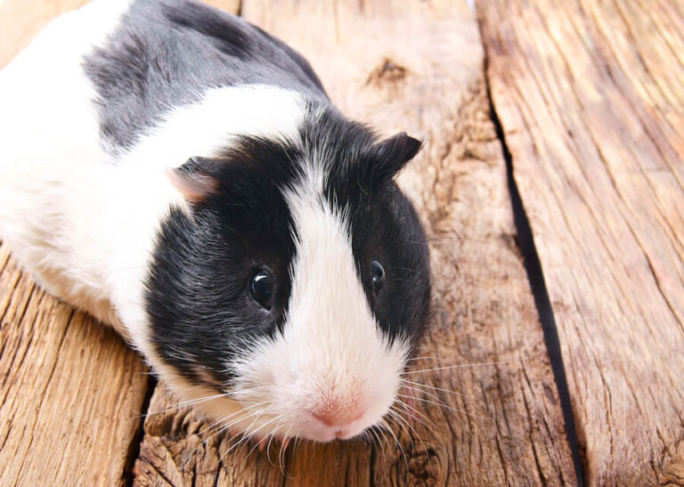 Świnka morska na drewnianej podłodze