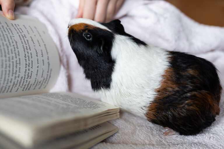 Świnka morska przy otwartej książce