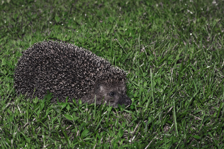 Tuptający nocą jeż