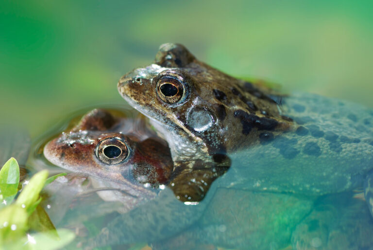 Żaby podczas kopulacji