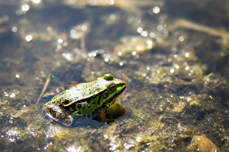 Zielona żaba w naturalnych warunkach