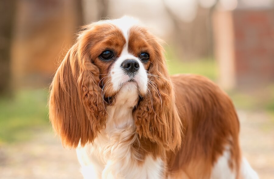Cavalier King Charles Spaniel
