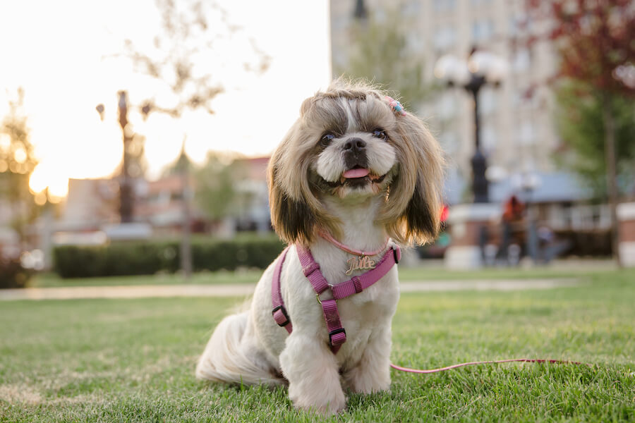 Shih Tzu w mieście na trawniku