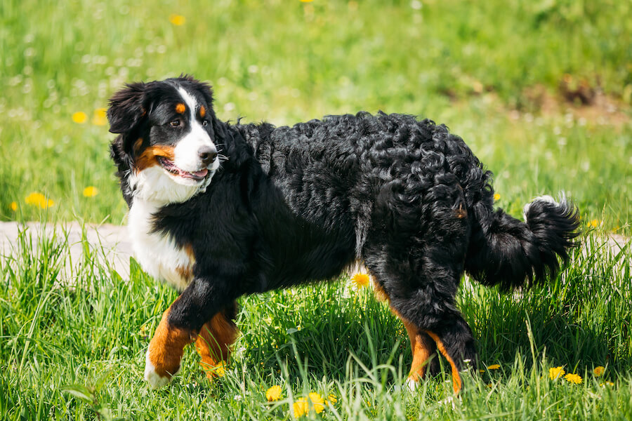 Berneński Pies Pasterny