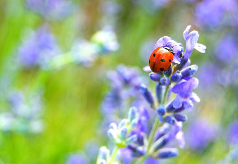 Biedronka na lawendzie