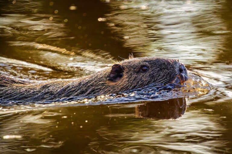 Bóbr płynący w wodzie