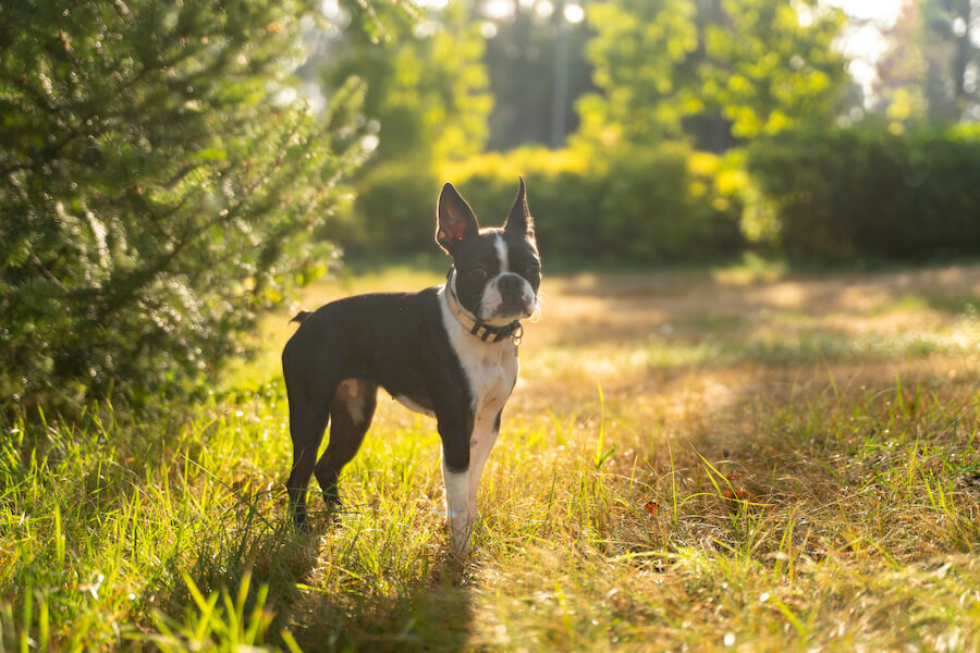 Boston Terrier o poranku