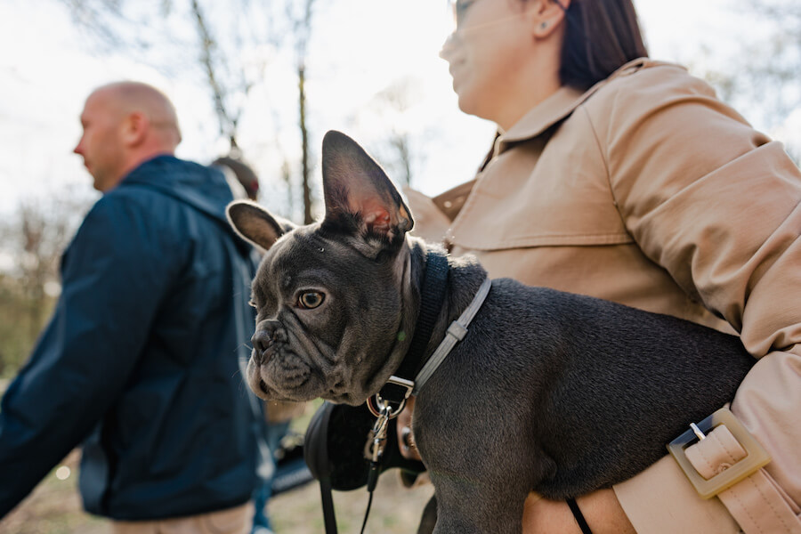 Buldog francuski trzymany przez kobietę