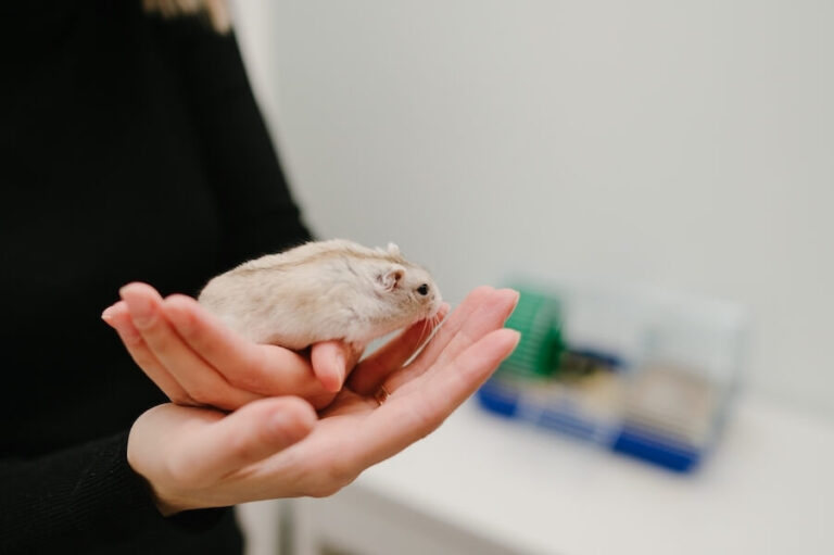 Chomik na dłoniach kobiety w czarnym swetrze
