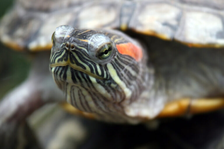 Głowa żółwia z bliska