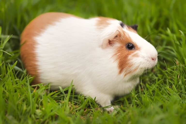 Jasno-ruda świnka morska w trawniku