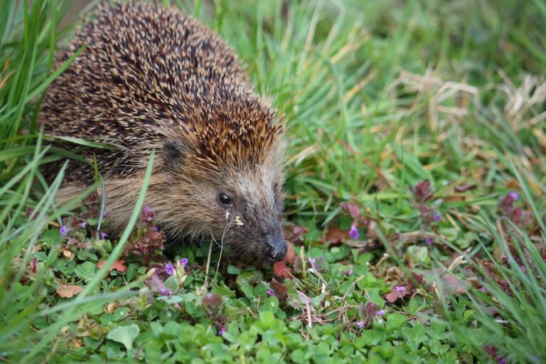 Jeż w trawach i roślinach