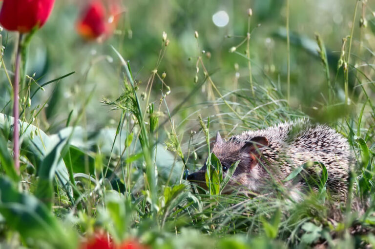 Jeżyk schowany w trawie