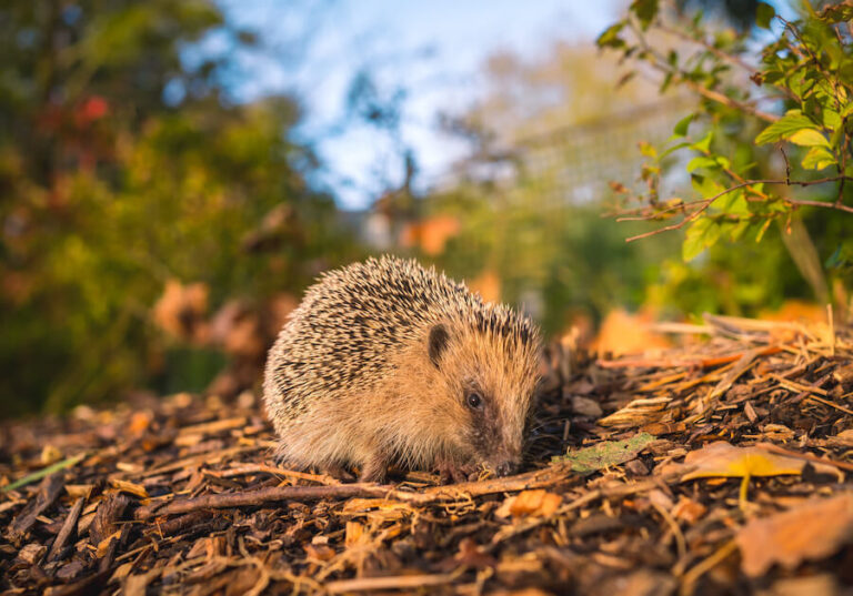 Jeżyk w naturalnym środowisku