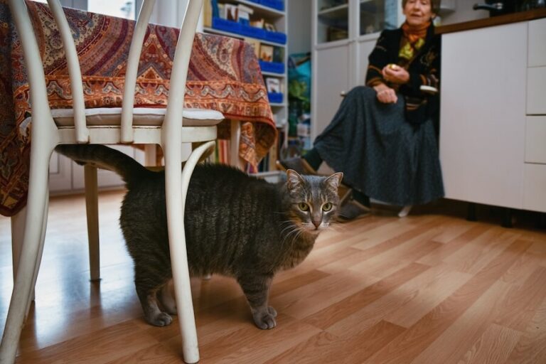 Kot w ciąży pod krzesłem