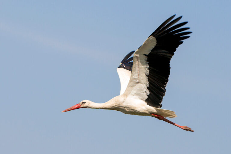 Lecący bocian na przejrzystym tle