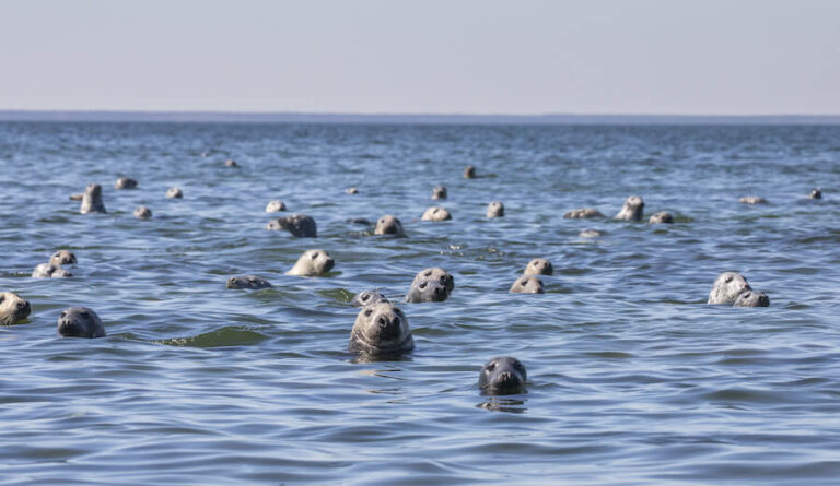 Mnóstwo fok w wodzie