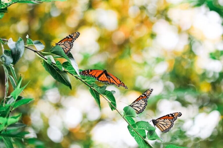 Motyle na gałązce z liścmi