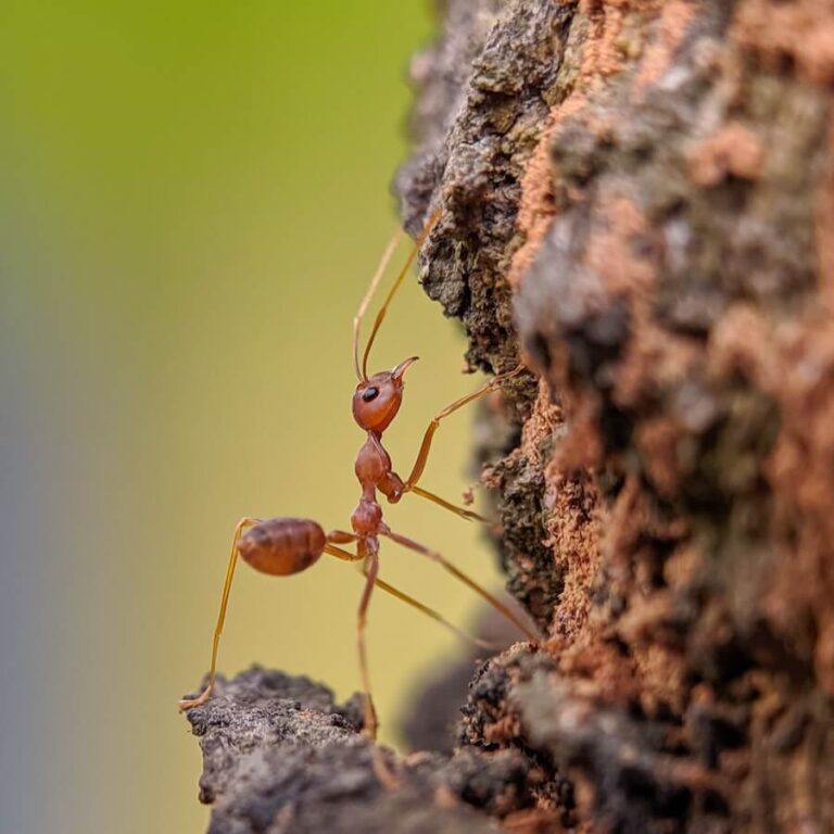 Mrówka na drzewie z bliska