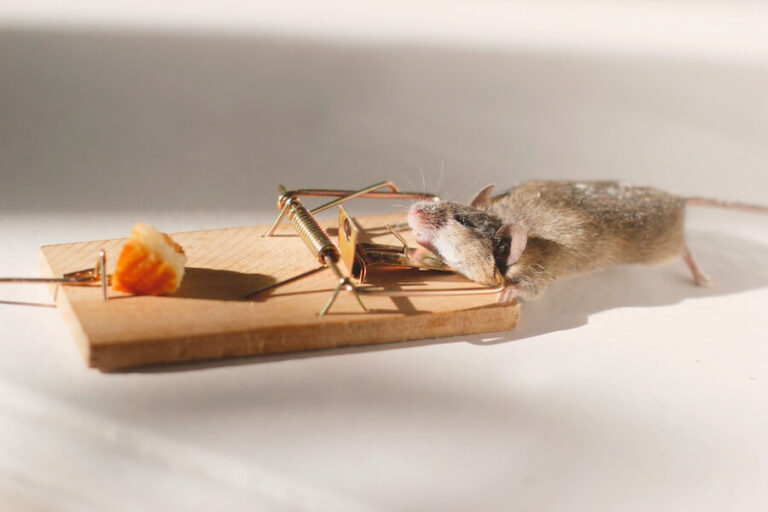 Mysz zatrzaśnięta w klatkę