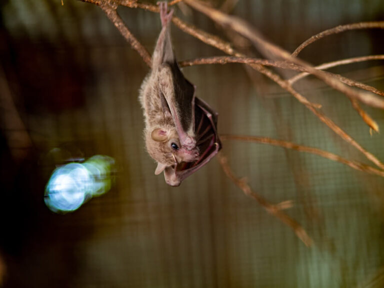 Nietoperz wiszący w ciemności na gałęzi