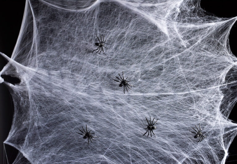 Ogromna pajęczyna z pająkami