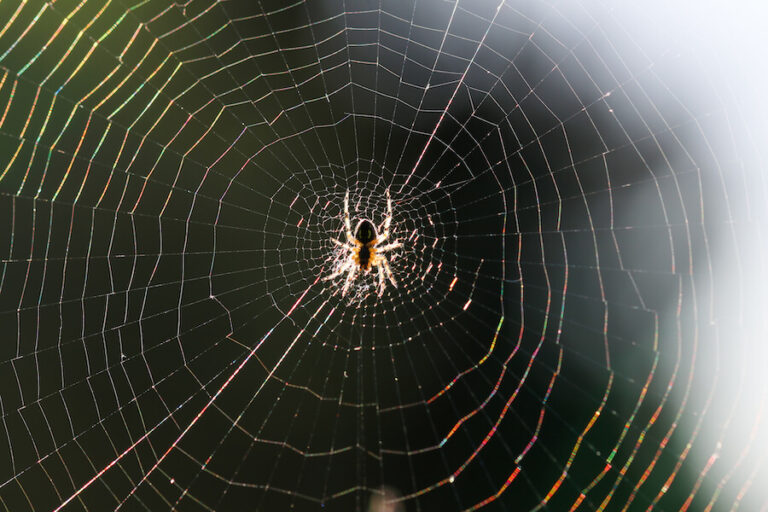 Pająk na pajęczynie