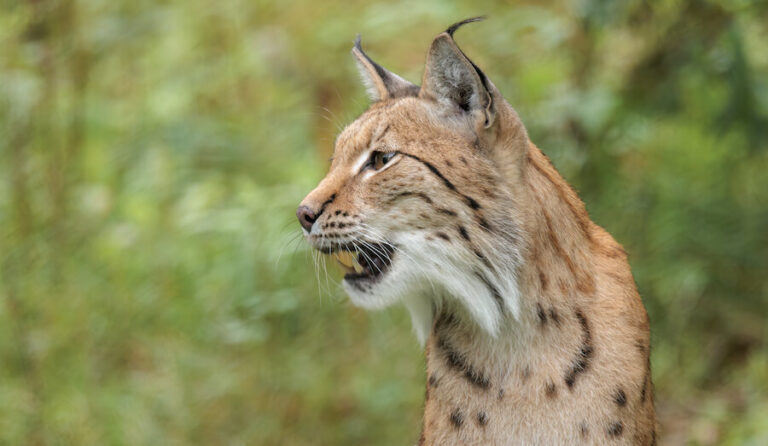 Ryś z otwartym pyskiem