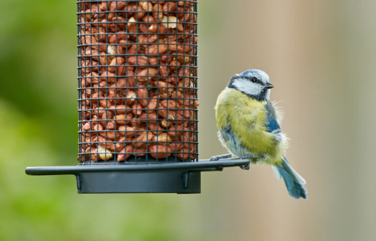 Sikorka przy karmniku z jedzeniem
