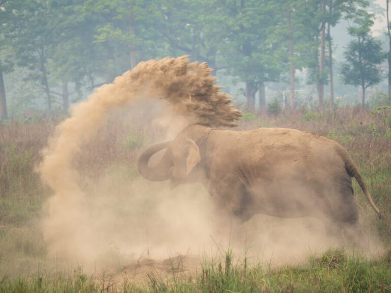Słoń obrzucający się piaskiem