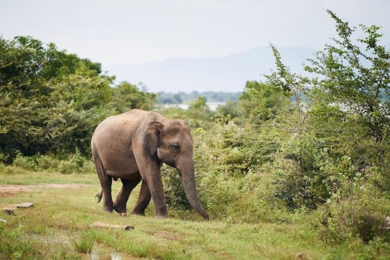 Słoń w naturalnym środowisku przy krzakach