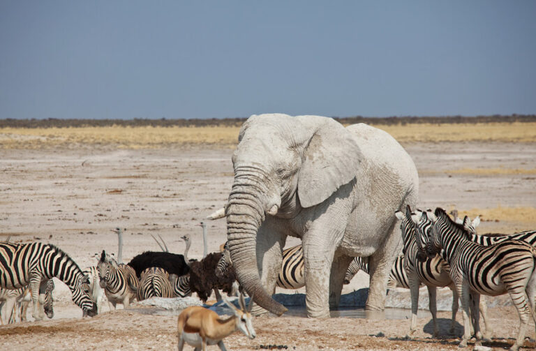 Słoń w towarzystwie zeber i innych zwierząt