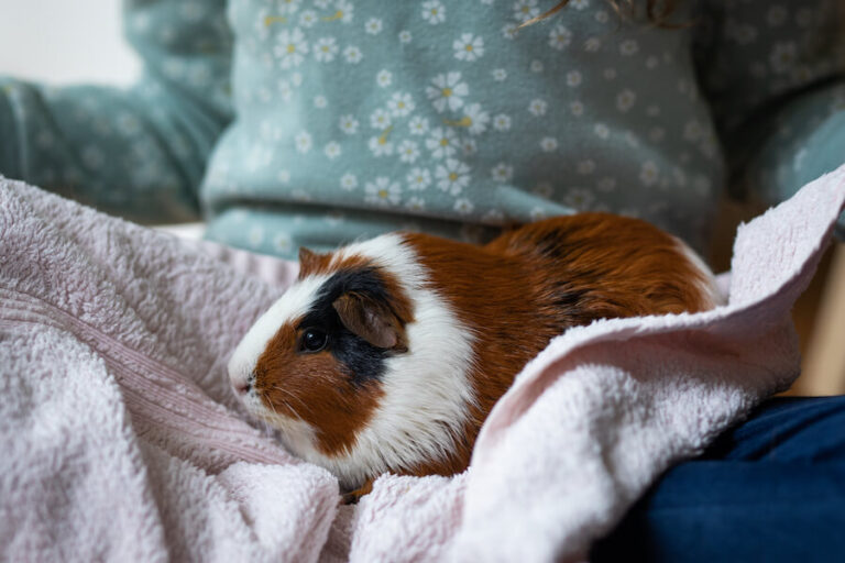 Świnka morska na sweterku