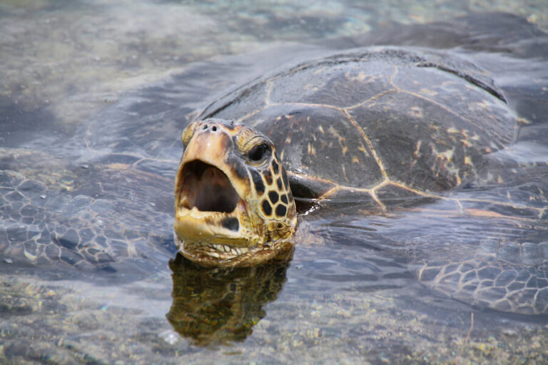 Żółw podczas oddychania