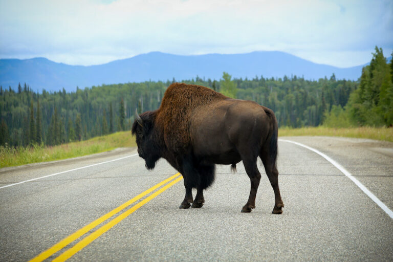 Bizon na ulicy